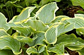 HOSTA SAGAE