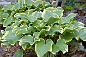 HOSTA SAGAE