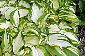 HOSTA WHITE CHRISTMAS