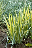 IRIS PALLIDA VARIEGATA