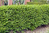 LIGUSTRUM IBOLIUM (PRIVET HEDGE)