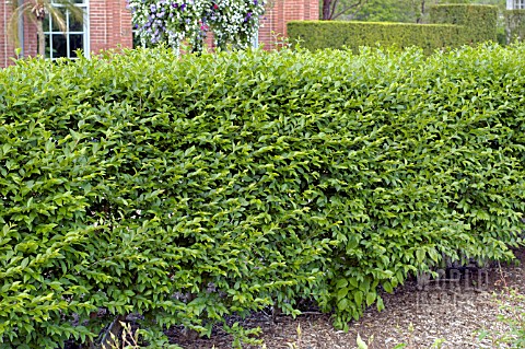 LIGUSTRUM_IBOLIUM_PRIVET_HEDGE