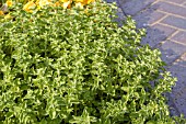 ORIGANUM HOT N SPICY (OREGANO,  MARJORAM)