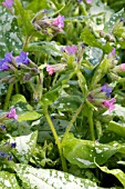 PULMONARIA BERRIES AND CREAM