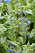 PULMONARIA TREVI FOUNTAIN (LUNGWORT)