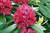 RHODODENDRON HENRYS RED
