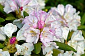 RHODODENDRON KEN JANECK