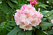 RHODODENDRON SOLIDARITY