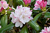 RHODODENDRON YAKU ANGEL