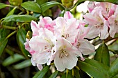 RHODODENDRON YAKU QUEEN