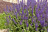 SALVIA SYLVESTRIS VIOLA KLOSE