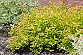 SPIRAEA JAPONICA GOLDFLAME