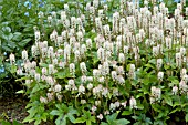 TIARELLA PINK BRUSHES