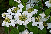 VIBURNUM PLICATUM TOMENTOSUM SUMMER SNOWFLAKE