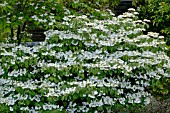 VIBURNUM PLICATUM TOMENTOSUM SUMMER SNOWFLAKE