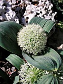 ALLIUM KARATAVIENSE IVORY QUEEN