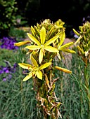 ASPHODELINE LUTEA