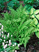 ATHYRIUM FELIX FEMINA LADY IN RED