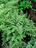 ATHYRIUM GHOST