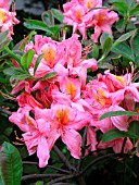 AZALEA BEAULIEU