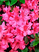 AZALEA GIRARDS ROSE