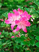 AZALEA KOMO KULSHAN