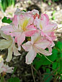 AZALEA WHITE LIGHTS
