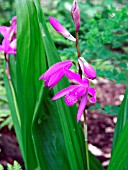 BLETILLA STRIATA