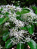 CHIONANTHUS RETUSUS