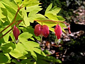 DICENTRA SPECTABILIS GOLD HEART