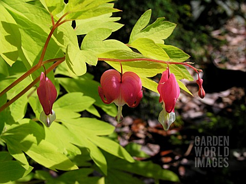 DICENTRA_SPECTABILIS_GOLD_HEART