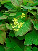 EPIMEDIUM FROHNLEITEN