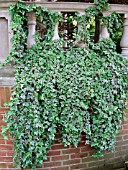 HEDERA HELIX VARIEGATA