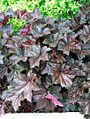 HEUCHERA BRESSINGHAM BRONZE