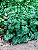 HEUCHERA ECO IMPROVED