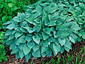 HOSTA BLUE WEDGEWOOD