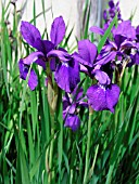 IRIS SIBIRICA CAESARS BROTHER