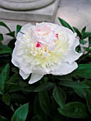 PAEONIA LACTIFLORA MADAME DE VERNEVILLE, (PEONY MADAME DE VERNEVILLE)