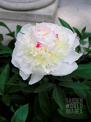 PAEONIA_LACTIFLORA_MADAME_DE_VERNEVILLE_PEONY_MADAME_DE_VERNEVILLE