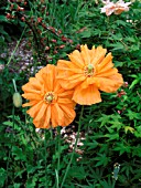 PAPAVER OREOPHILUM