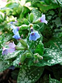 PULMONARIA BABY BLUE