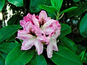 RHODODENDRON BOULE DE NEIGE