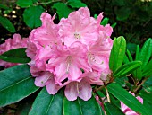 RHODODENDRON BRAVO