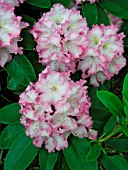 RHODODENDRON DEXTERS APPLEBLOSSOM