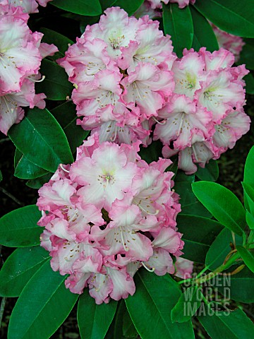 RHODODENDRON_DEXTERS_APPLEBLOSSOM