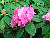 RHODODENDRON ENGLISH ROSEUM