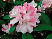 RHODODENDRON YAKU PRINCE