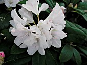 RHODODENDRON YAKU PRINCESS