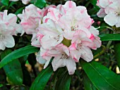 RHODODENDRON YAKU QUEEN