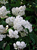 SPIRAEA CANTONIENSIS LANCEATA